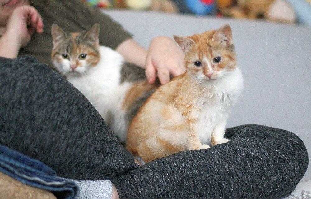Dwie kotusie do adopcji w dwupaku.