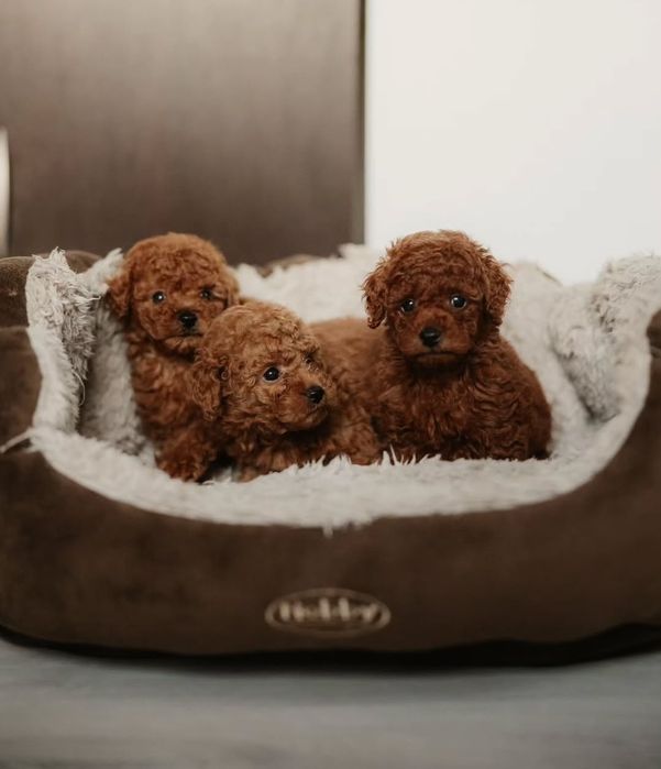 Той пудель супер дівчата