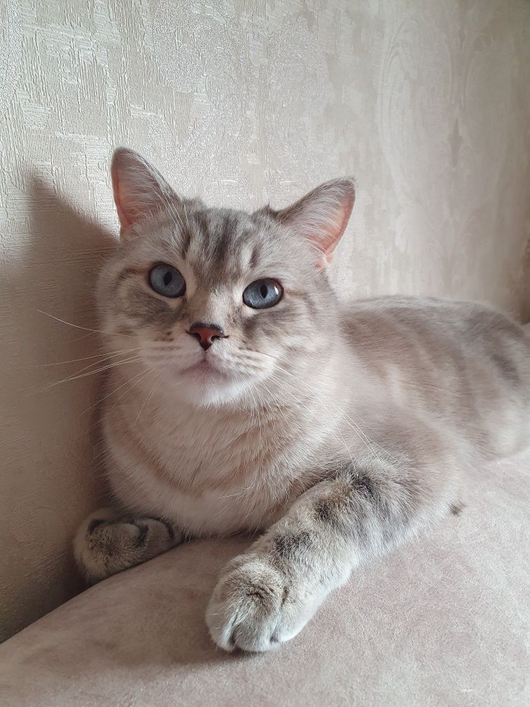 Шотландські  кошенята