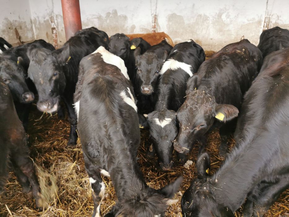 Odsadki mięsne nowa dostawa