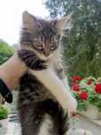 Kotek maly puchaty