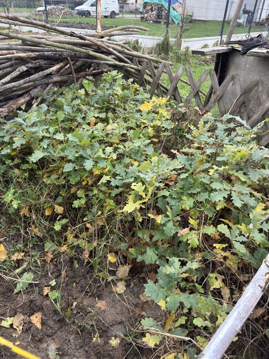 Sadzonki, rossada dębu