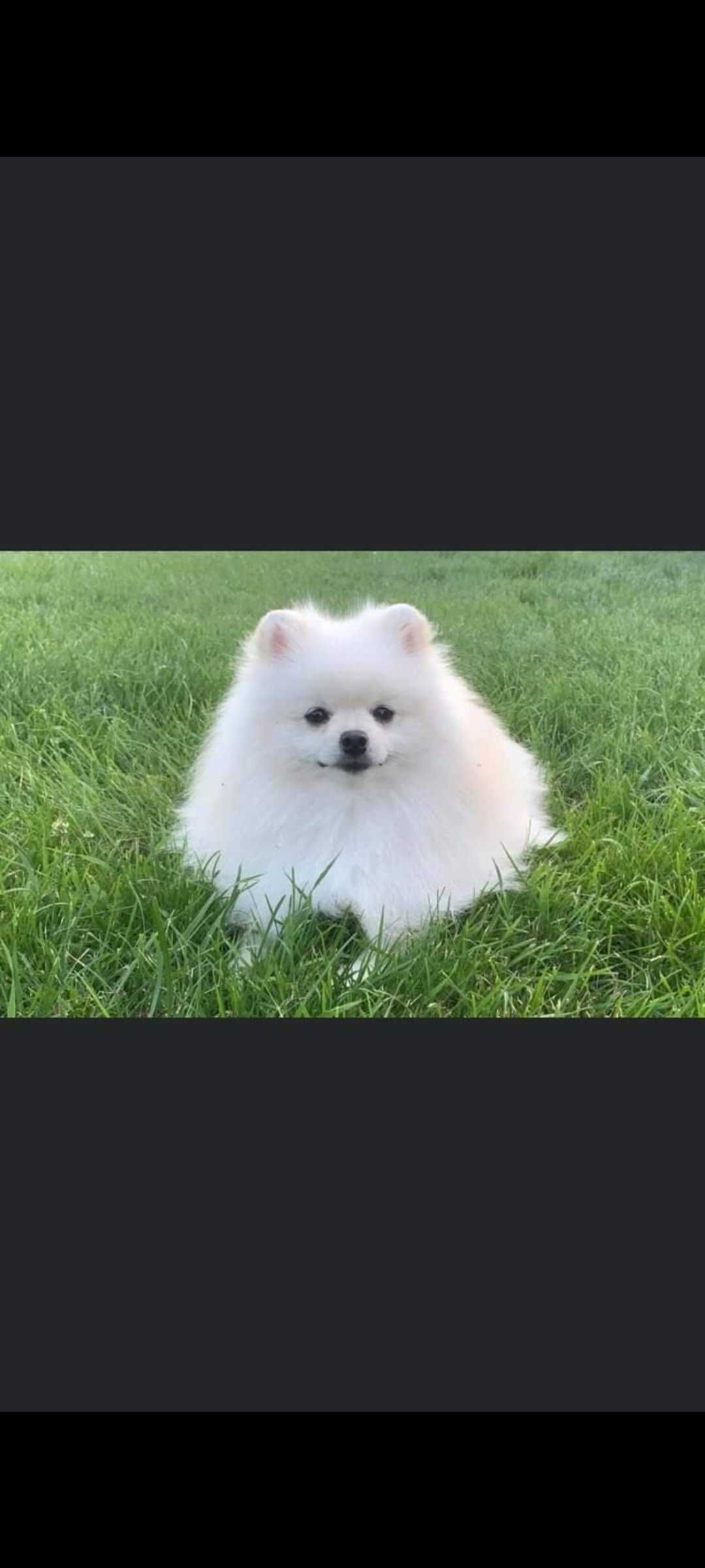 Pomeranian fci zkwp