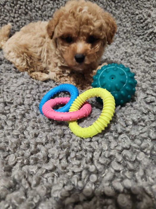 Новорічний подарунок, який любить Вас усім серцем. Доставка