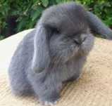 Kit coelhos anoes mini lop (orelhudos)puros e mini holandes do criador
