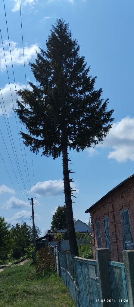 Спилим дерево безплатно