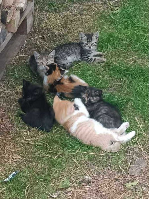 Małe koty do adopcji
