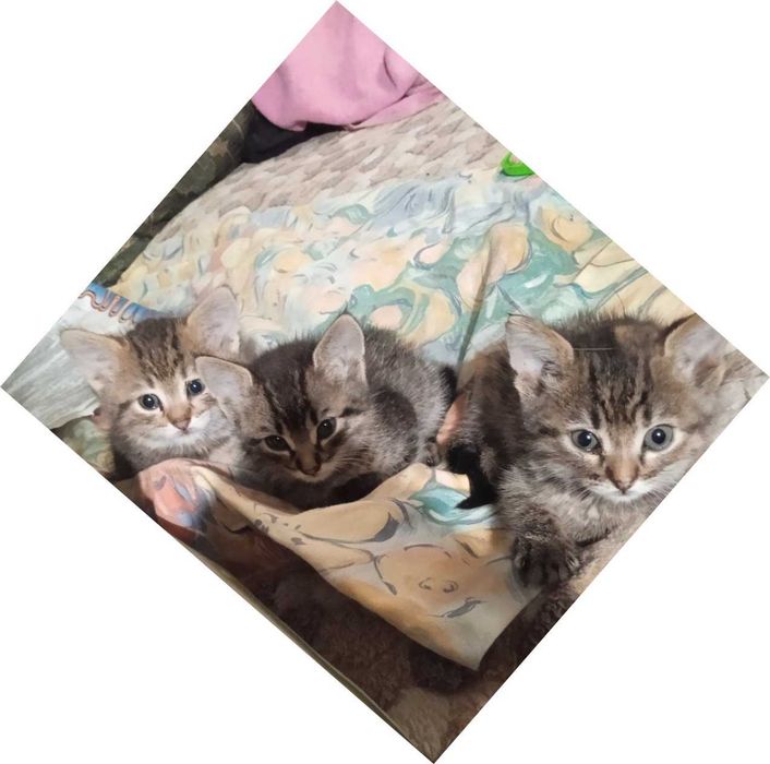 Отдам котят  ж м Фрунзенский