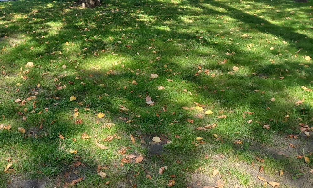 Продам участок земли 5,5га