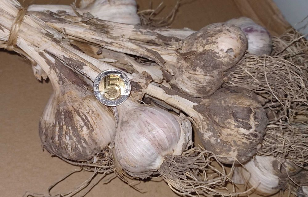 Czosnek  Lubasza - Idealny do sadzenia