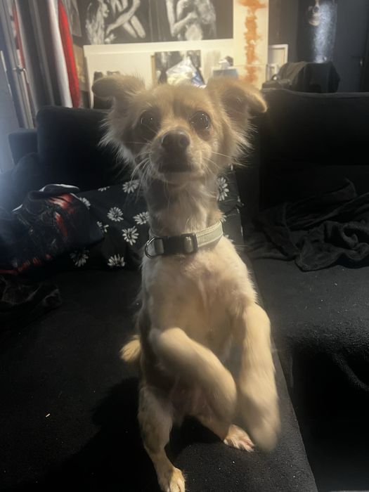 Siri ma 1,5 roku i 2,5 kg w typie chihuahua
