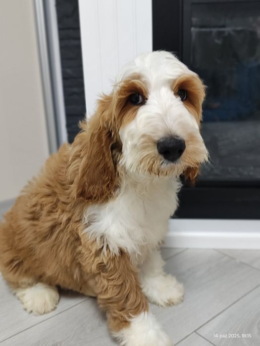 Cockapoo Gotowe do odbioru