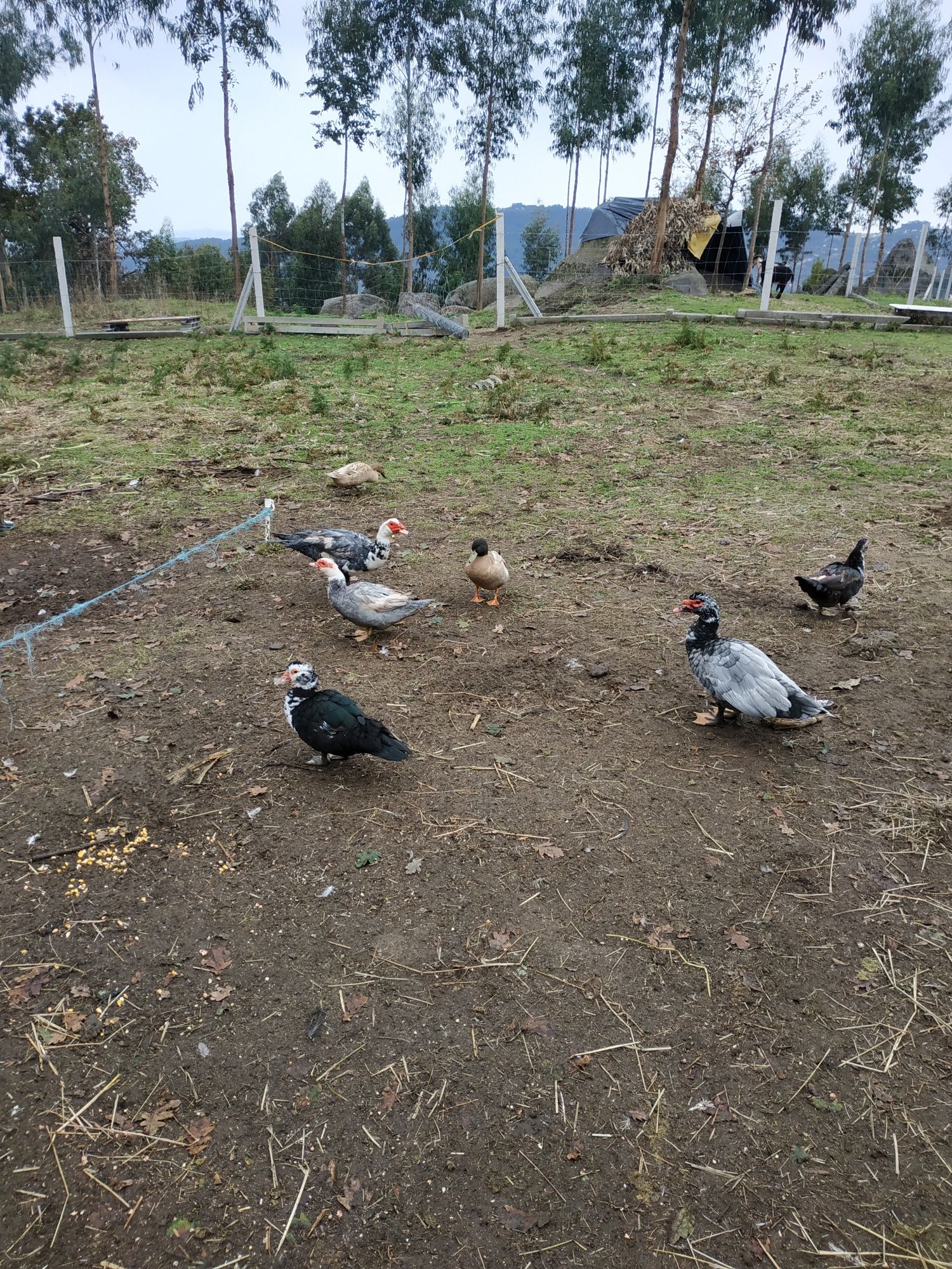 Patos perus frangos galinhas