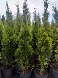 Thuja Tuja Szmaragd 120-130cm 16zł