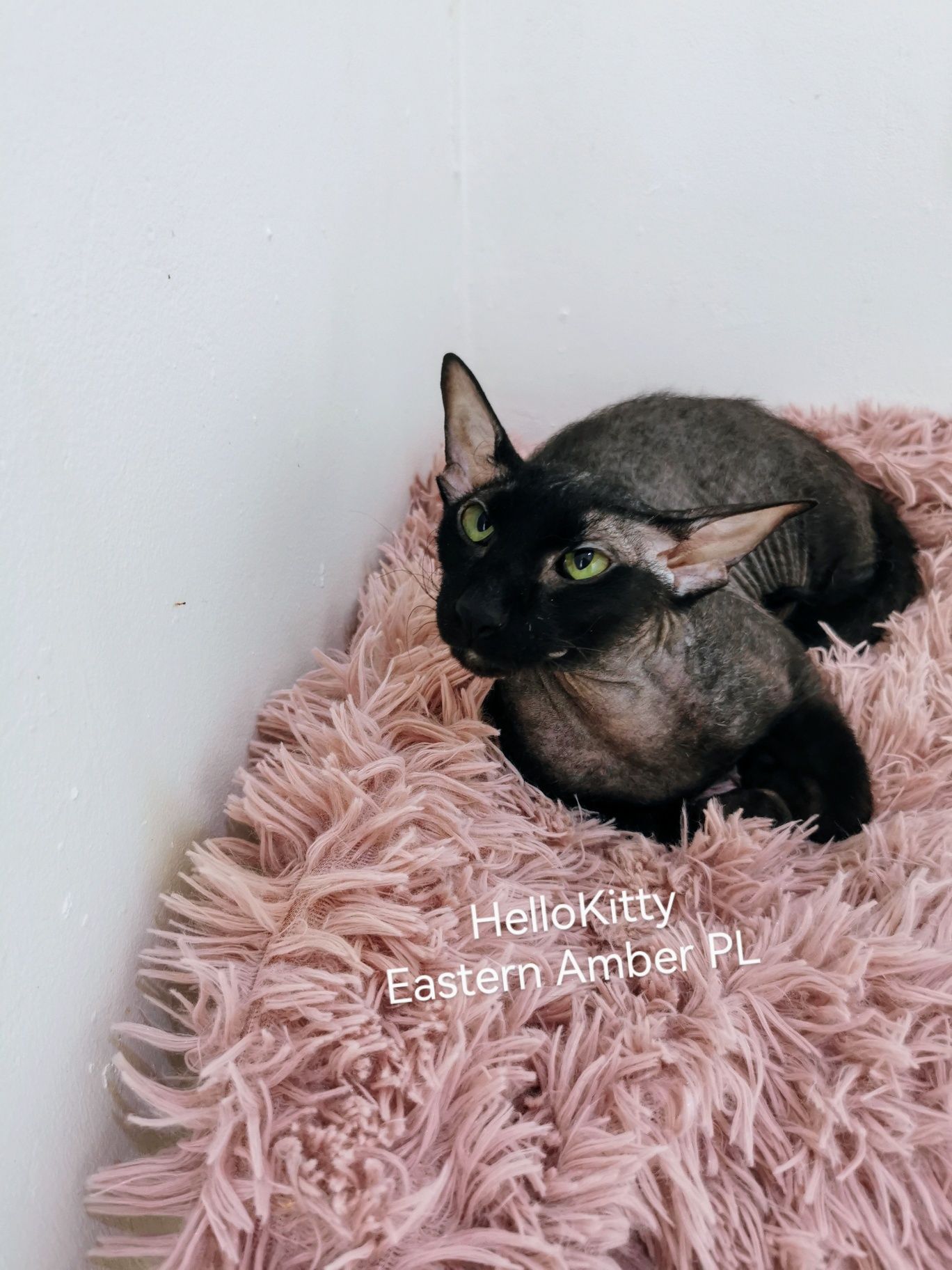 Peterbald kocurek gotowy do zmiany domku prawdziwy rodowód WCF