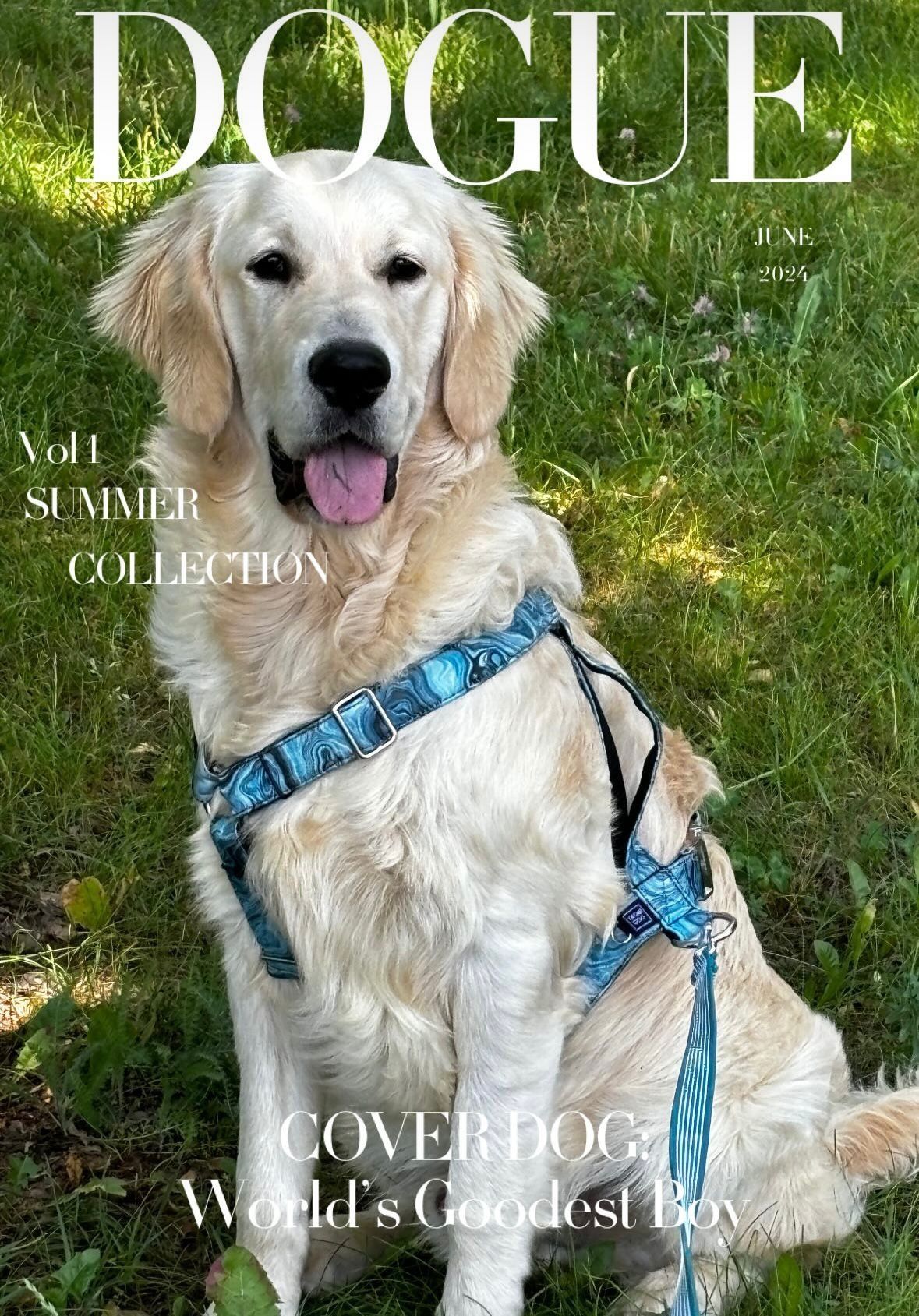 Śliczny mega samiec!!! Golden Retriever do odbioru RODZICE W HODOWLI