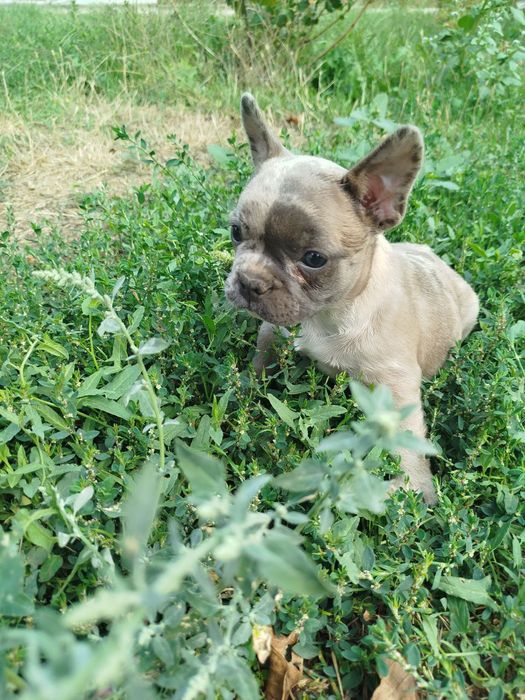 Французский бульдог