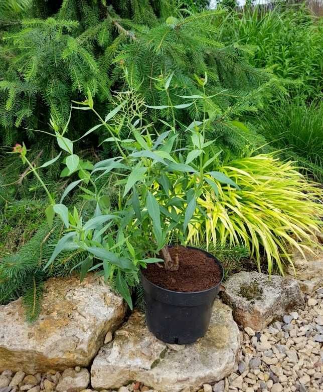 Ostrogowiec czerwony z mojego ogrodu dwuletni 1 szt. 2L