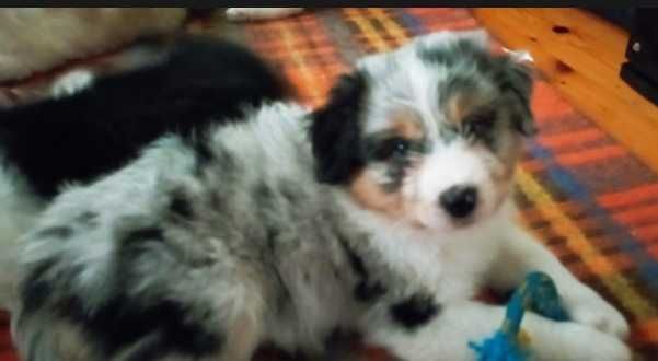 przepiękna suczka Blue Merle Owczarek Australijski (po mamie) za darmo