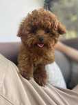 Pudel Toy Teacup sliczny malenki chlopiec