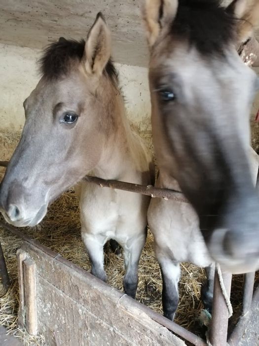 Sprzedam konie I jałówki
