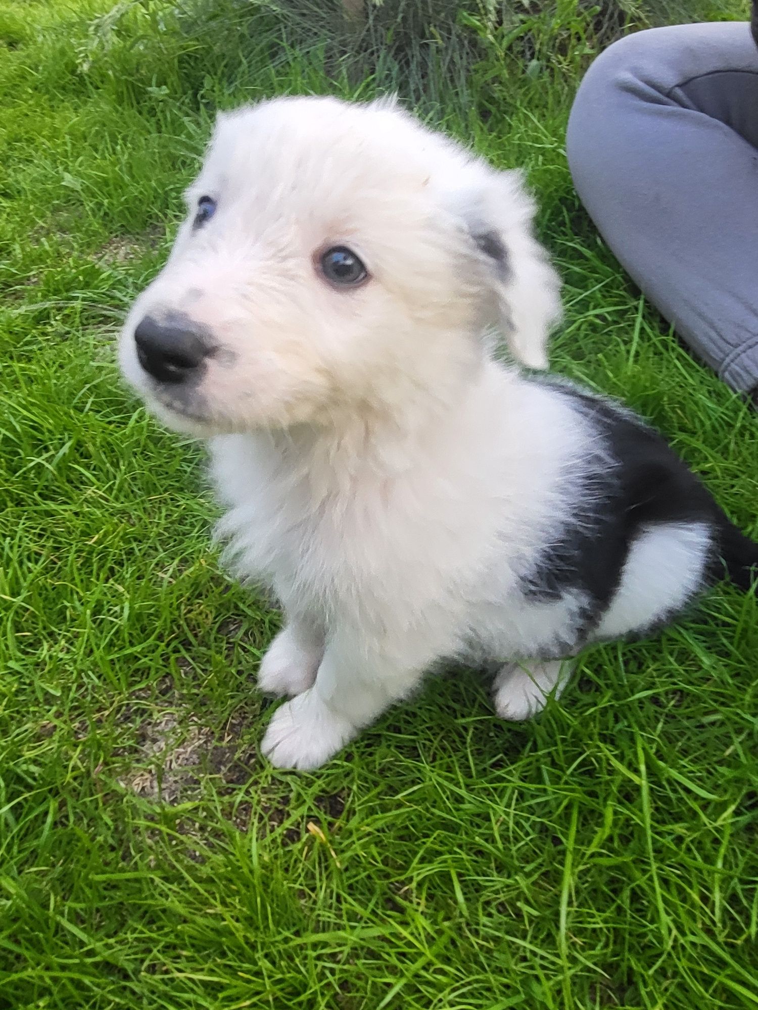 Border Collie - przytulas Samczyk - chip, rodowód, WKU, PPK