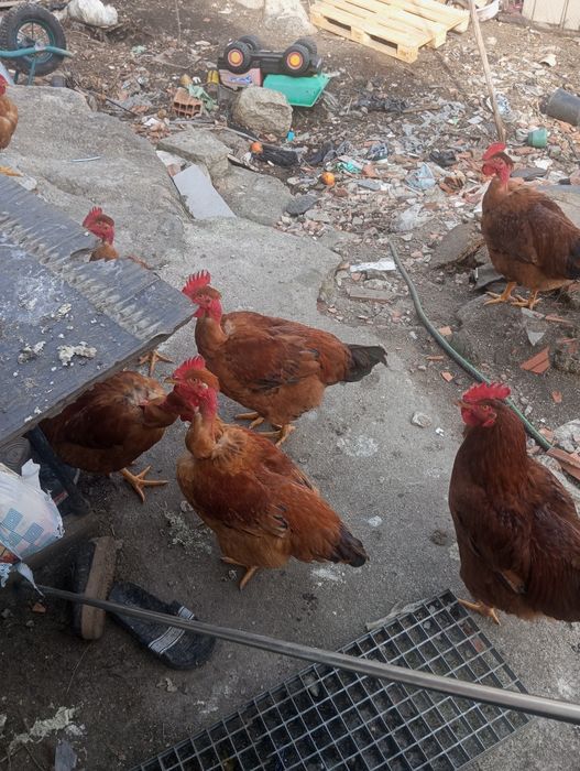 Vende se frangos e galinhas