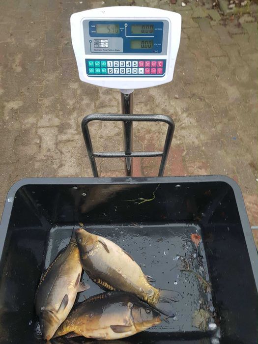 Karp zarybieniowy karp kroczek duży 2-4szt kg karp handlowy świąteczny