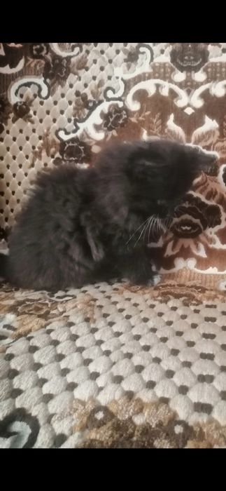 Віддамо в добрі руки цю чорненьку красуню.