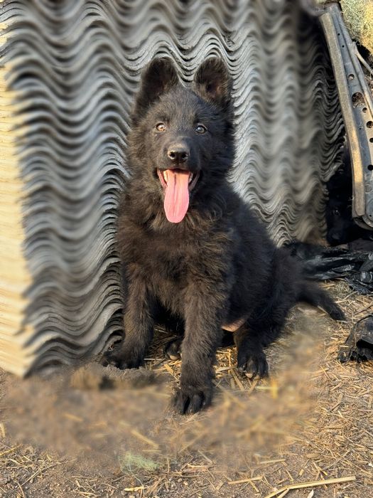 Суперові цуценята німецької вівчарки