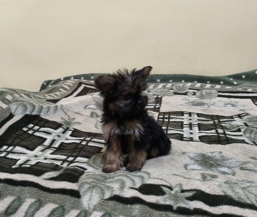 Yorkshire terrier miniaturka