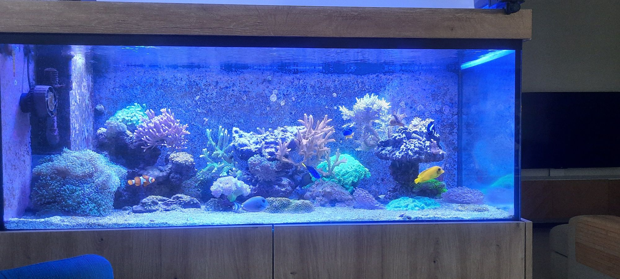 Peixes e Corais Reef
