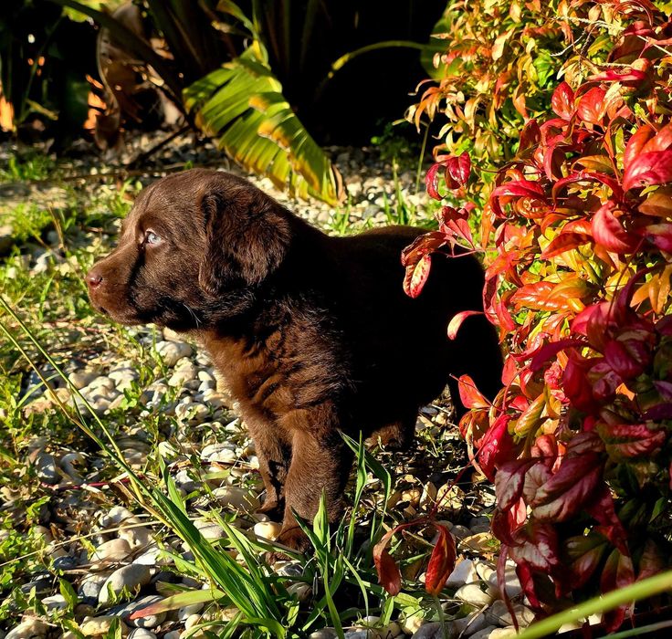 Labrador retrevier castanho