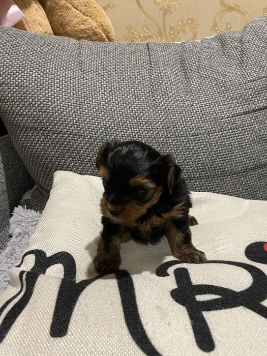 Готується до продажу дівчинка йоркширського терʼєру