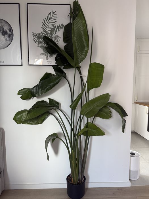 Roślina egzotyczna palma Strelicja / 230 cm wysoka