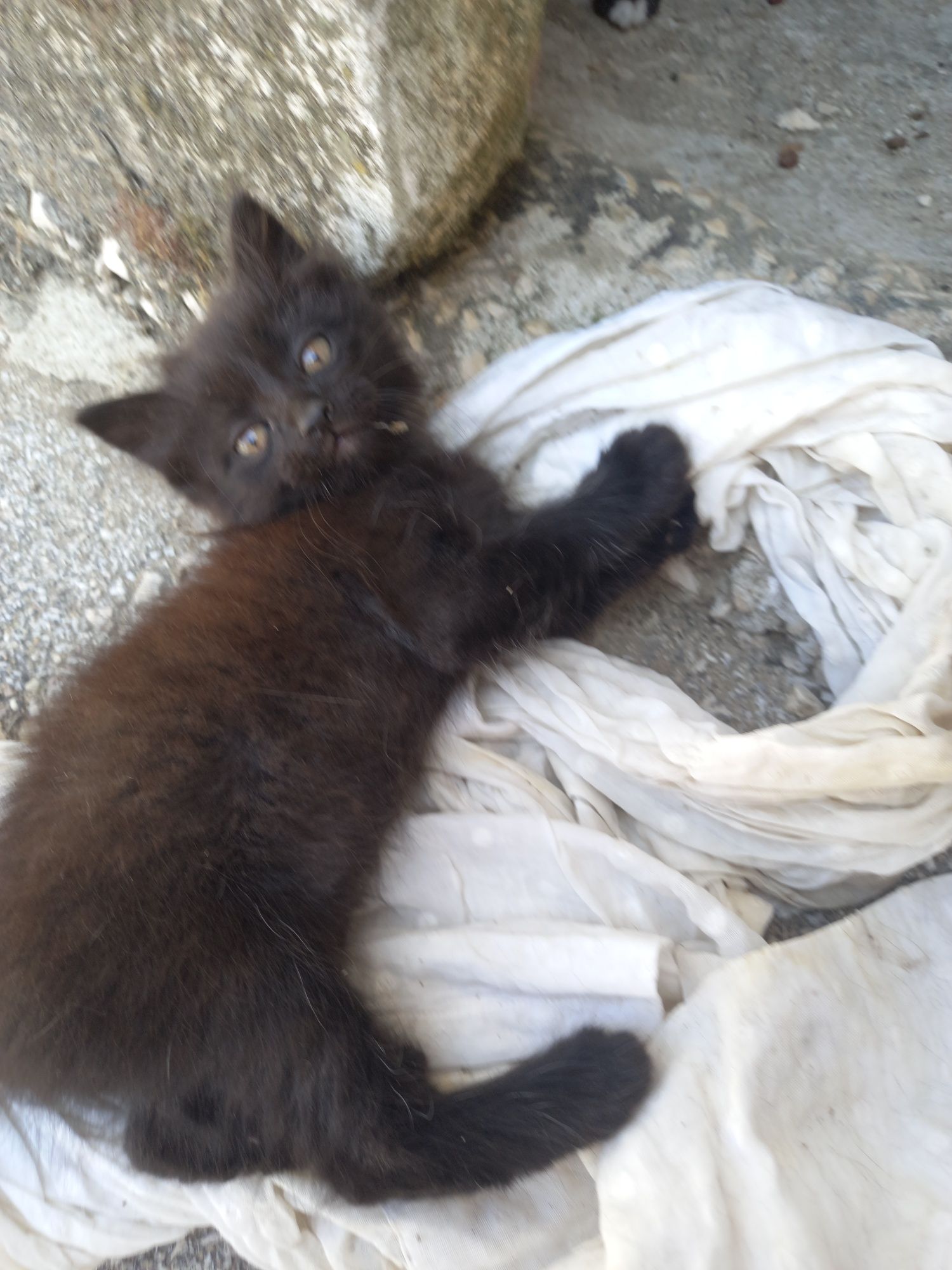 Gatos com pelo pretos