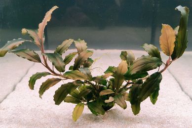 Bucephalandra Blue Velvet Rarytas