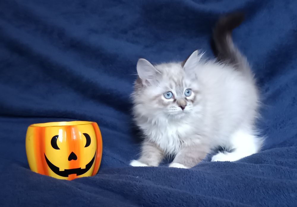 Koty Syberyjskie Neva Masquerade - LORD  ZKolakowegoDomu*PL