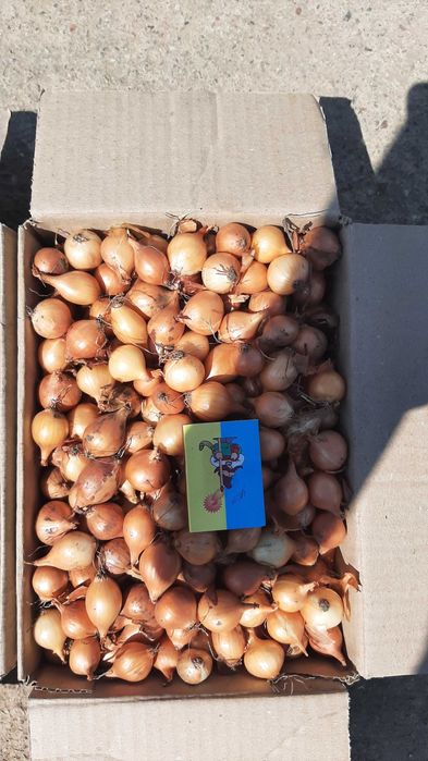 Лук севок,арпаж,тиканка,сіянка,саджанка,цибуля на перо,дельфін,венгерк