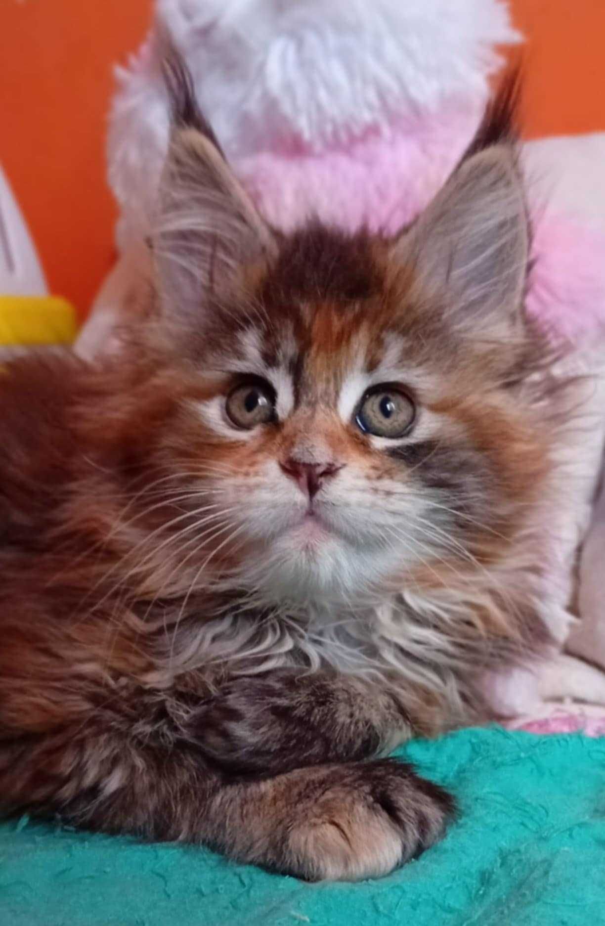 Zarezerwowana / kolorowa koteczka Maine Coon z w opcji do hodowli