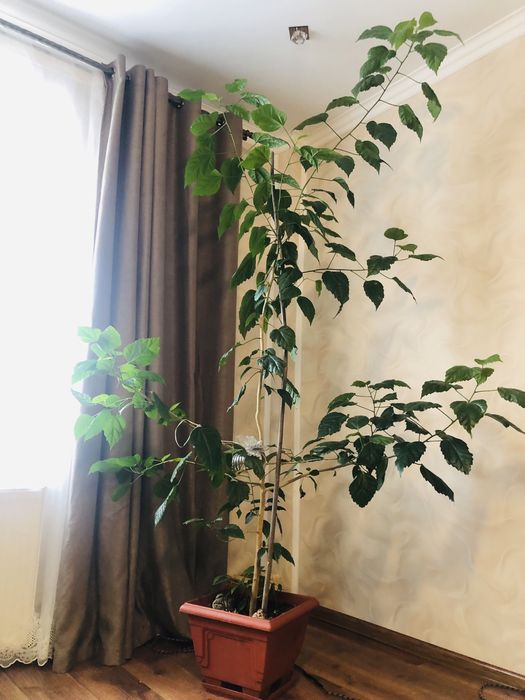 Продаю вазон  гібіскус»китайська троянда»