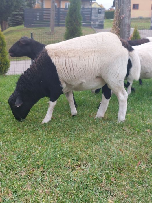 Baran dorper tryczek