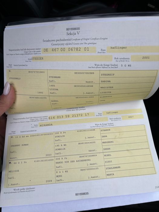 Haflinger hodowla/sport