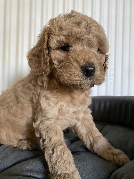 Cavapoo F1B Arya Cavapoo&Pudel Miniaturowy