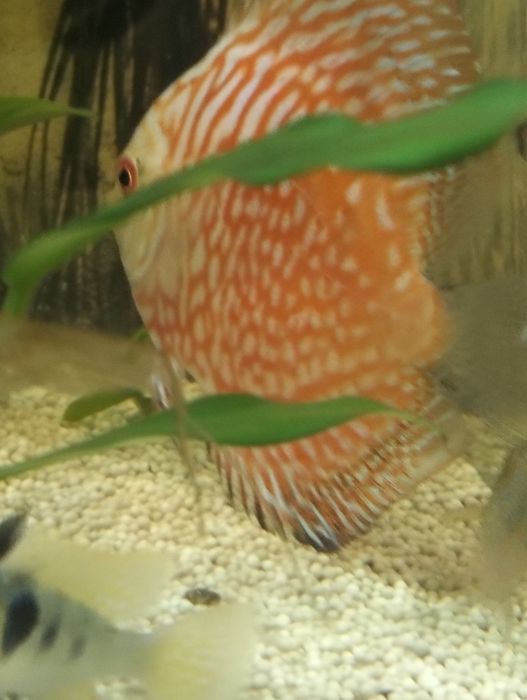Discus pigeom red 9cm