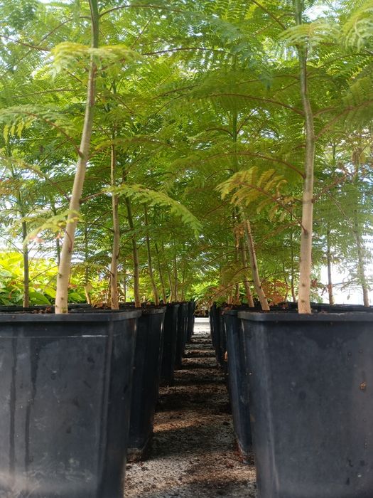 Jacarandá até 3 metros de altura.