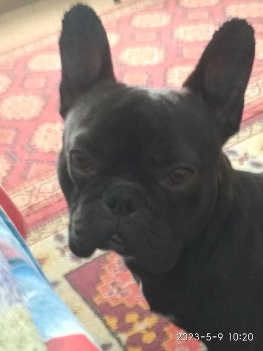 Красивый и Умный Мальчик ищет Девочку! Для  Случки!