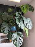 Kwiatek Monstera