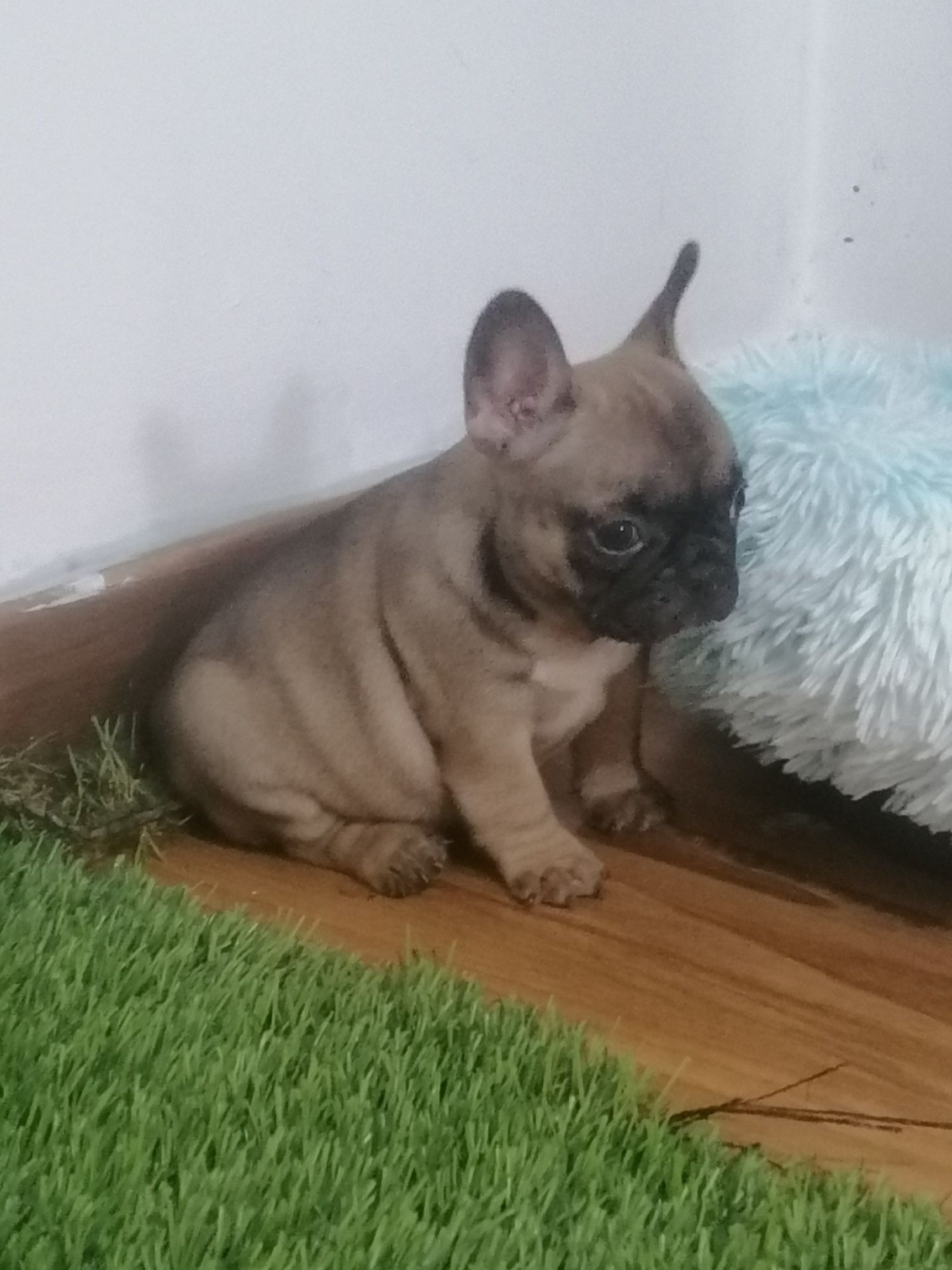 Bulldog francês excelente