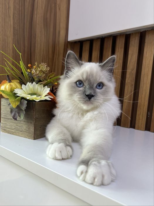 Ragdoll kocurek, rodowod FPL.